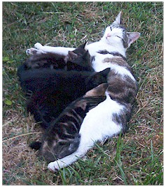 chats
