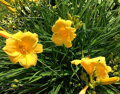 image-fleurs-jaunes-me